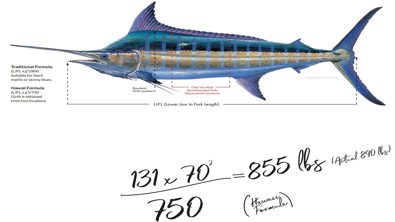 Innovating the Marlin Weight Formula