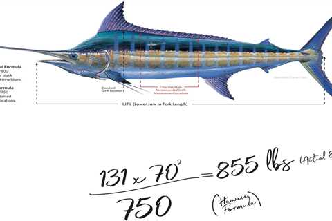 Innovating the Marlin Weight Formula