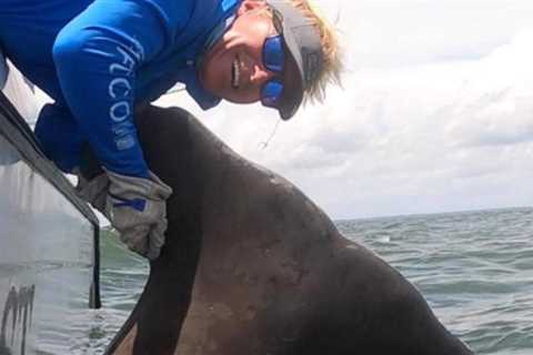 Saltwater Angler Contributing Writer Catches Record Breaking Hammerhead and Releases