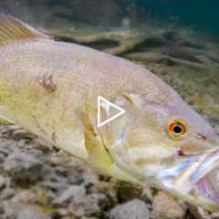 How Fish React To Different Lures **Underwater Bite Footage**