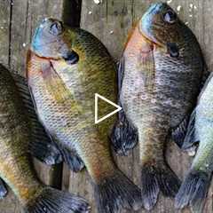 How to Catch Clean Cook Bluegill! Awesome bluegill bait and bluegill recipe
