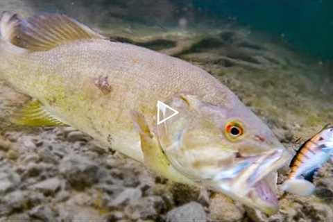 How Fish React To Different Lures **Underwater Bite Footage**