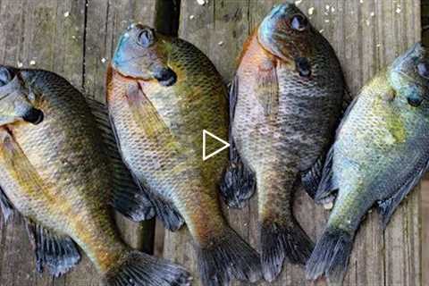 How to Catch Clean Cook Bluegill! Awesome bluegill bait and bluegill recipe