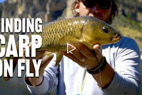Where to Find Carp