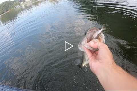 BASS FISHING with LIVE BAIT! The EASIEST way I know to CATCH fish!