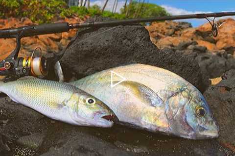 Catching & Cooking Hawaiian Reef Fish (Tasty Tacos)