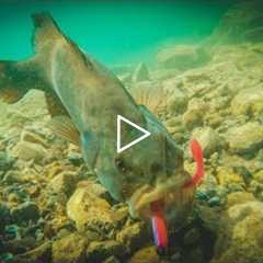 How To Catch Bass With Plastic Worms - Amazing Underwater Footage!!
