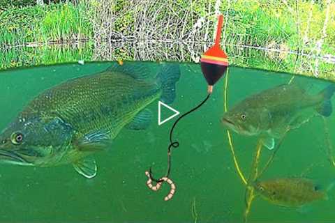 UNDERWATER FISHING!!! Big BASS, and Bluegill Catch & Cook!