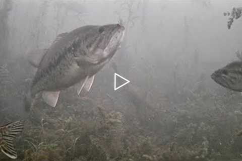 CRAZIEST DAY Ice Fishing with UNDERWATER CAMERA (So Many FISH! New PB!)