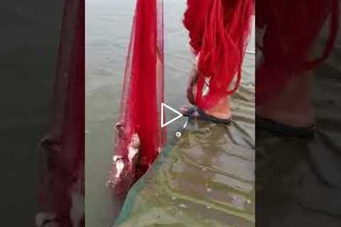 Most Satisfying Cast Net Fishing Video Catch with the morning glory 45