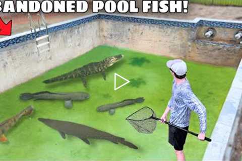 Saving Fish LIVING in ABANDONED POOL!