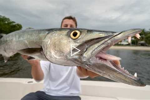 NOBODY Eats this Fish... Catch Clean Cook (Barracuda)