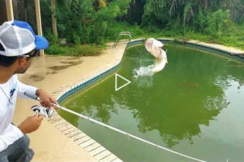 SAVING FISH in ABANDONED SWIMMING POOL! Fishing them Out