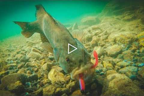 How To Catch Bass With Plastic Worms - Amazing Underwater Footage!!