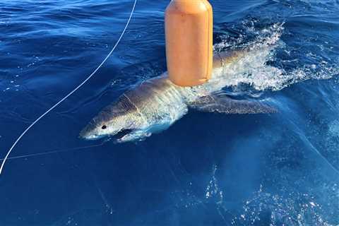 Great White Shark Catch on our Fort Lauderdale Fishing Charter