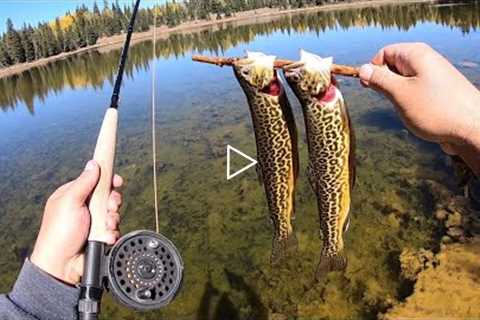 Fall Is Here! Fly Fishing for Cutthroat and Tiger Trout!! (Catch & Cook)