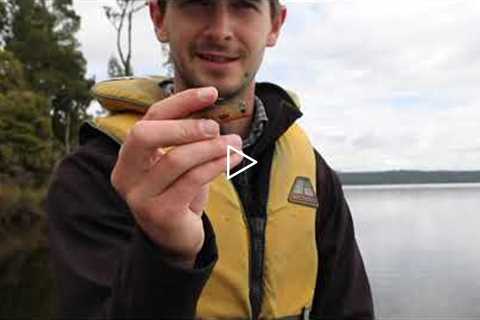 Lake Brunner fishing secrets
