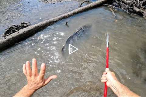 I Hand Speared a HUGE Cod Catch n Cook