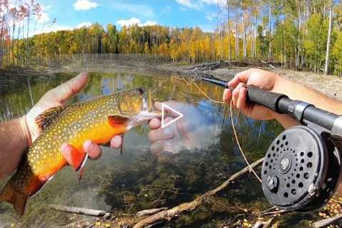 Fly Fishing for Fall-time Brook Trout and Rainbows! (Catch & Cook)