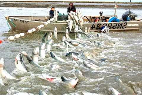 Amazing Gill Net Fishing Line Catch Hundreds Tons of Fish - Amazing Big Catching on The Sea