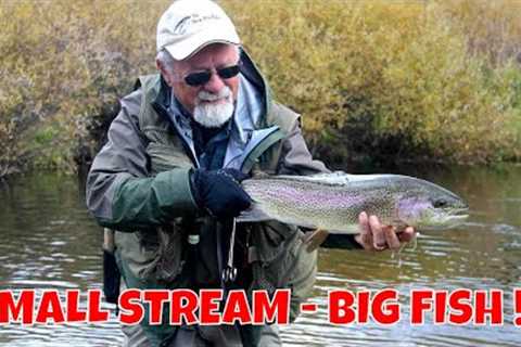 Small Stream Trout | Colorado