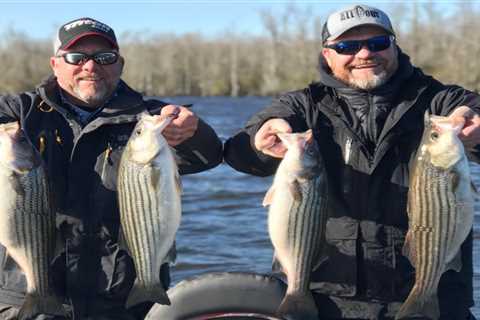 Albemarle Sound Striper Fishing… Carolina All Out Video