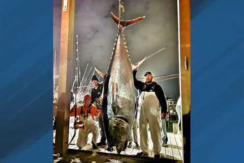 State Record Size 900-Pound Bluefin Tuna Caught Off North Carolina