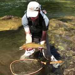 Releasing a native cutthroat on the North Fork of the Clearwater