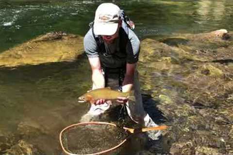 Releasing a native cutthroat on the North Fork of the Clearwater