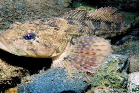 Fishin’ the Sculpin