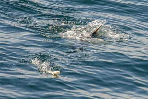 Topwater Walkers for Striped Bass