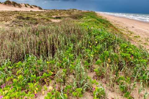 Exploring Boca Chica Beach: An Off-the-Beaten-Track Fishing Spot in South Padre Island, TX