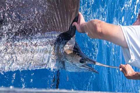 An Overview of Sailfish Offshore Fishing in South Padre Island TX