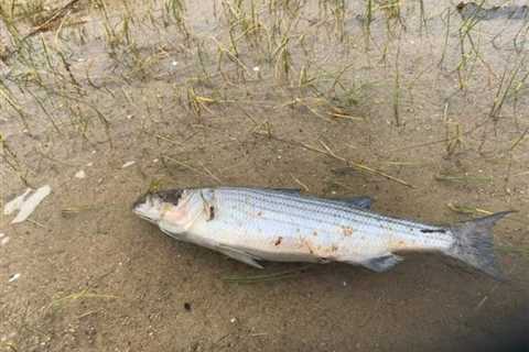 Striped Bass Kill Reported on Cape Cod