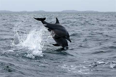 Enjoy Dolphin Watch And Other Marine Creatures At Myrtle Beach