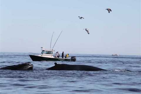 Safe Boating and Fishing Around Whales.
