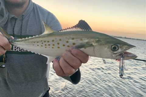 Northeast Exotic: The Spanish Mackerel