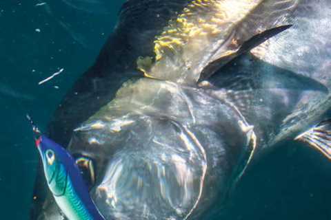 Light-Tackle Bluefin Tuna Fishing