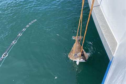 135-pound Halibut Caught off of Cape Cod