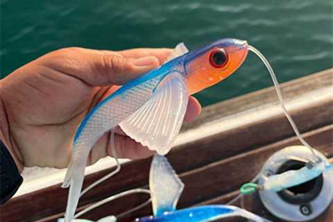 Rosa Blanca Bank Continues To Deliver Striped Marlin