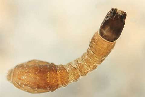 Bug of the Month: The Often Ignored Blackfly Larvae