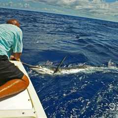 Marlin vs. Swordfish: The Full Rundown
