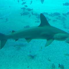 Carolina Hammerhead are Now a Prohibited Species in Florida