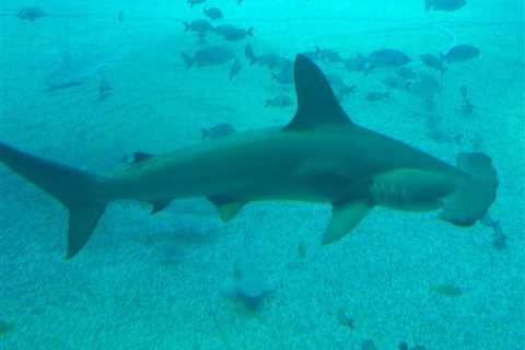 Carolina Hammerhead are Now a Prohibited Species in Florida